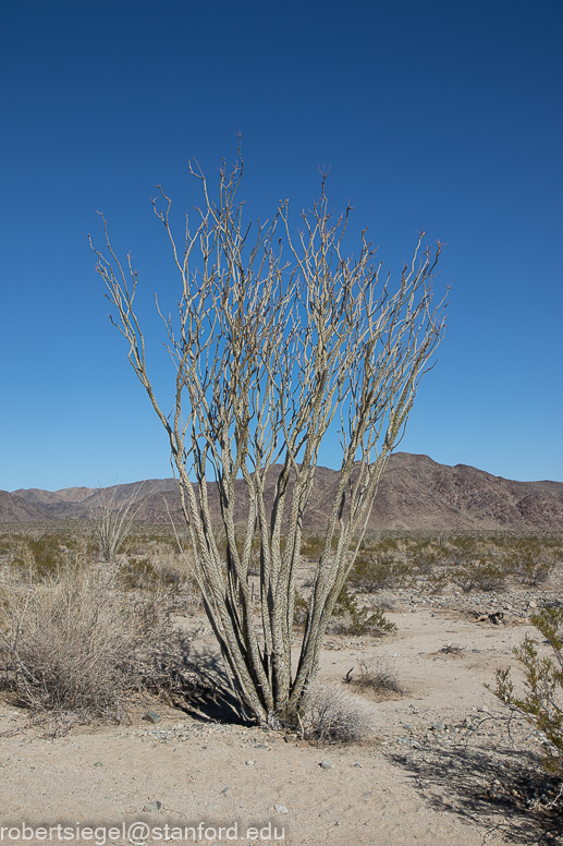 Joshua Tree National Park